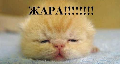 zharaaa.jpg