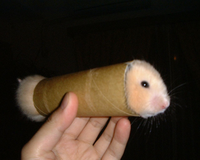 hot_hamster.jpg