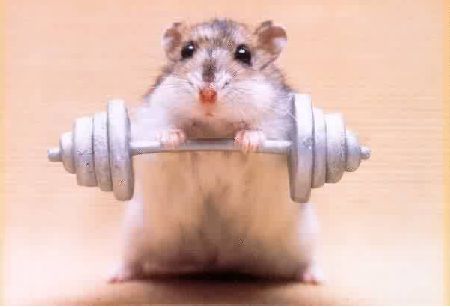 hamster.jpg