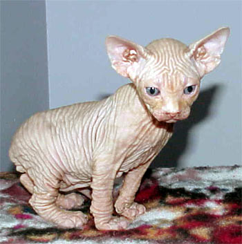 dog_cat.jpg