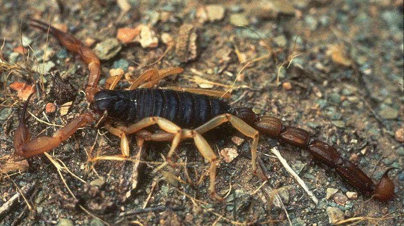 Bark_Scorpion.jpg