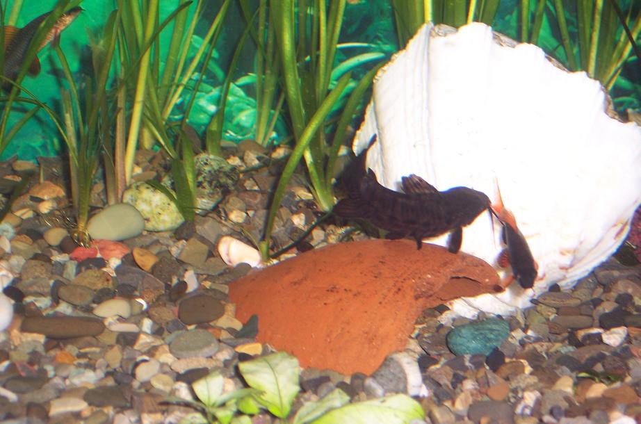 100_1372.JPG