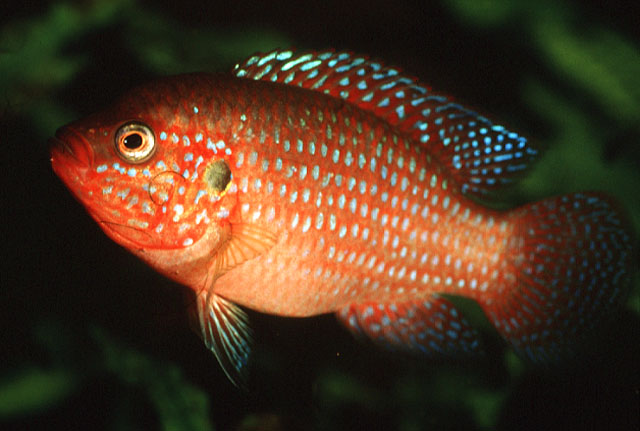 hemichromis_lifalili_f3_hi.jpg