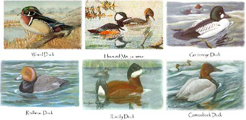DUCKS.JPG