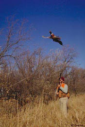 southdakotapheasant.jpg