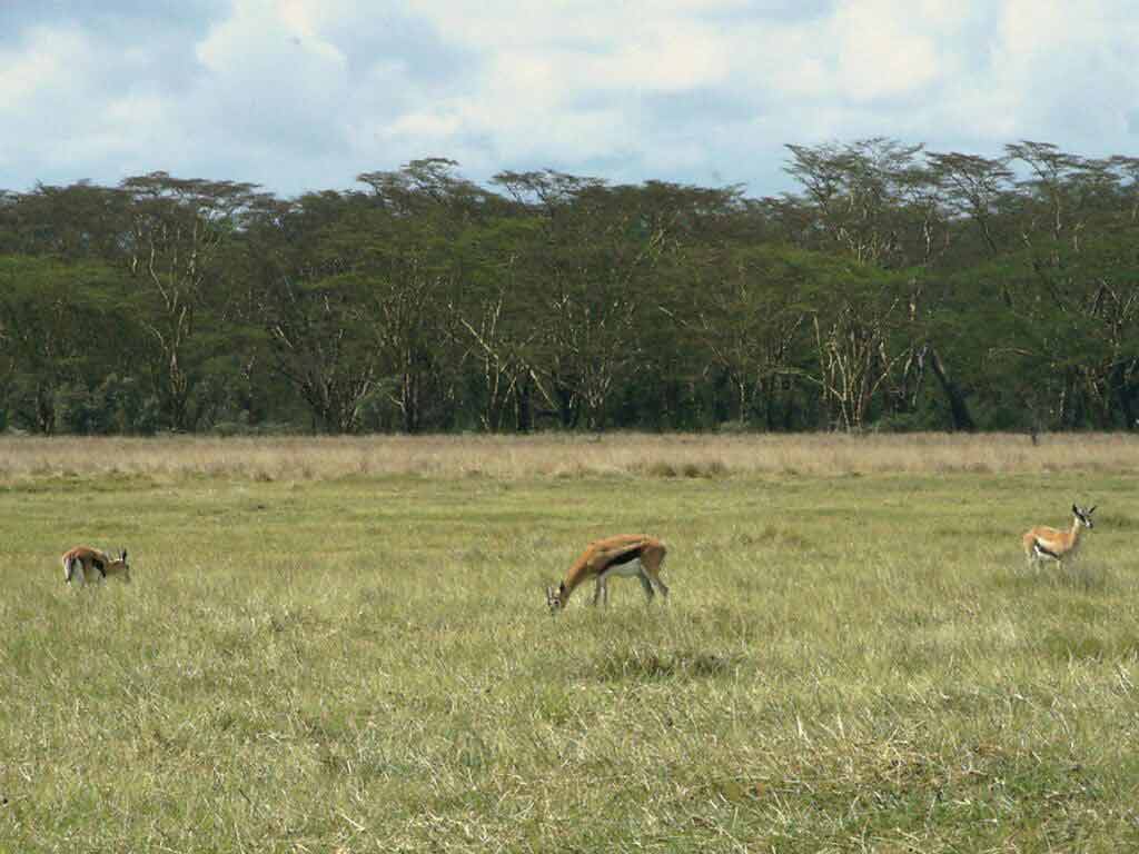 Gazelle1.jpg