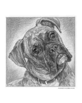Boxer__C10201099.jpeg