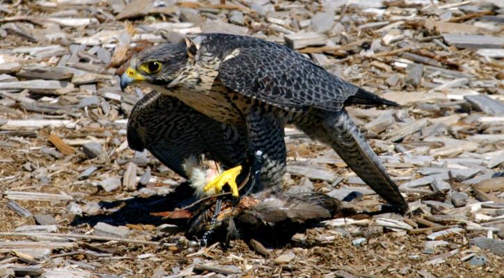 peregine_falcon_01.jpg
