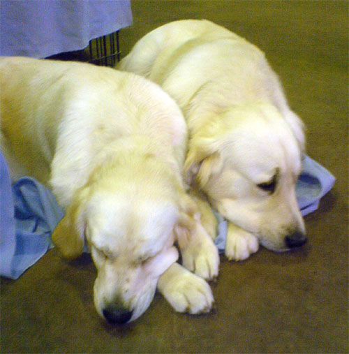 labradorebi.jpg
