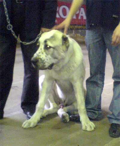 shuaaziuri.jpg