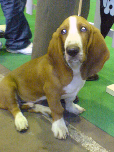 basset.jpg