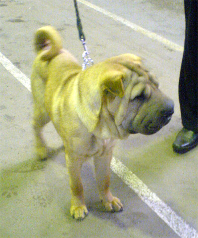 sharpei.jpg