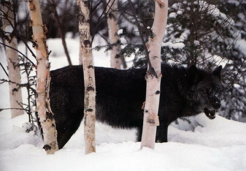 wolves2020.jpg