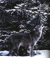 wolves20186_copy.jpg