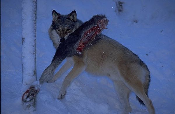 wolfe21.jpg