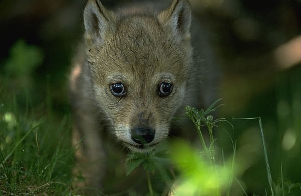 wolfjunges.jpg