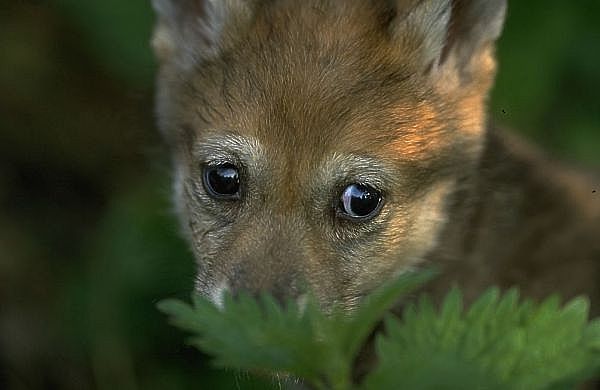 wolfjunges1.jpg