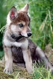 wolves2078.jpg