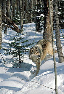 wolves2093.jpg