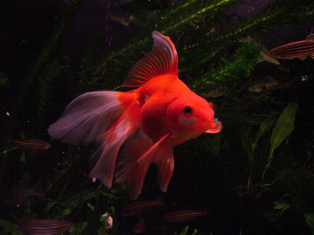 catfish.jpg