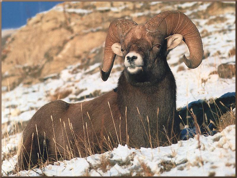 MountainBighornSheep27_Sitting_on_snowhill.jpg