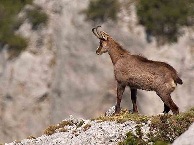 chamois7.jpg