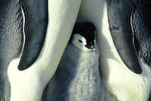 penguin_little_guy.jpg