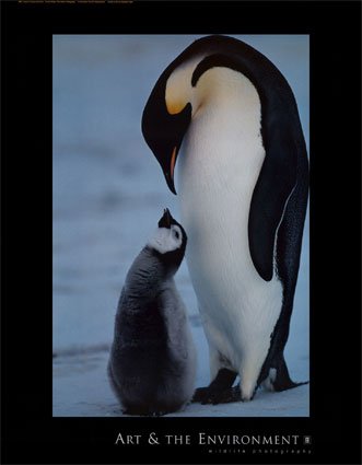 Emperor_Penguin_and_Chick_Print_C11797359.jpg