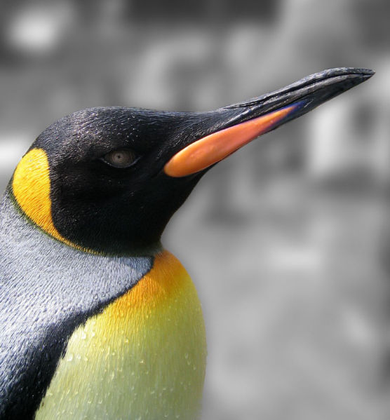 556px_King_Penguin_portrait.jpg