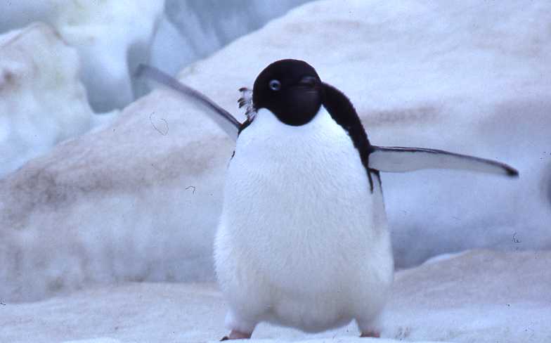 angrypenguin_724977.jpg