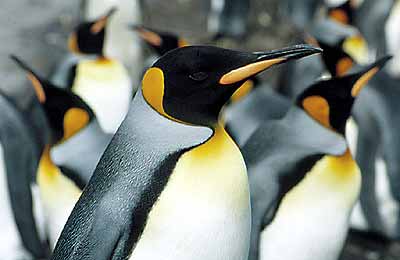 523_ul_king_penguins.jpg