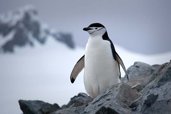 Antarctic_044.jpg