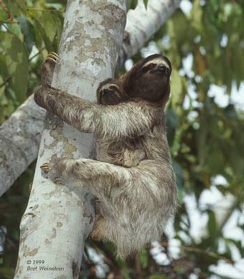 Sloth.jpg