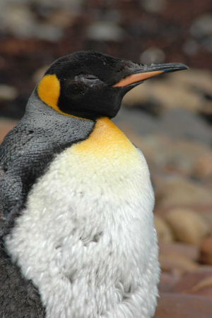 king_penguin.JPG