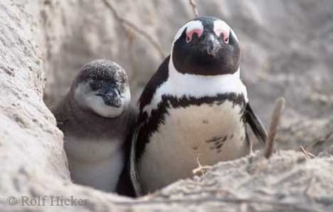 funny_penguin_ad32890n.jpg