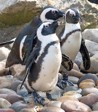 Penguin_group_web.jpg