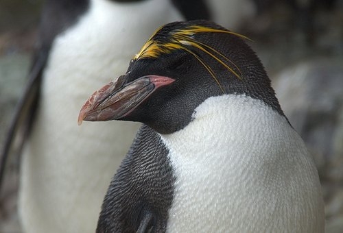 macaroni_penguin.jpg