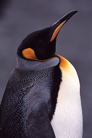 KingPenguin_4.jpg
