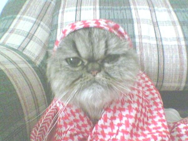 jordaniancat.jpg