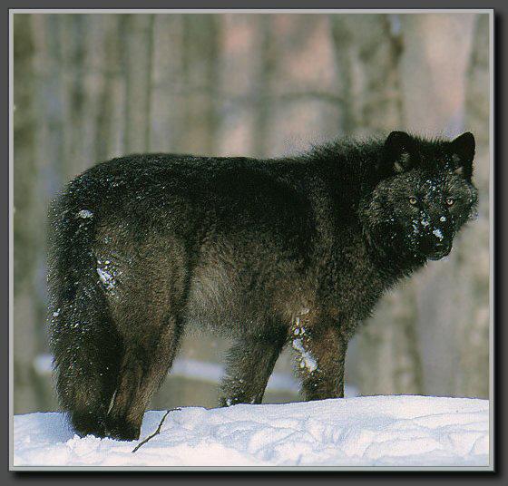 GREYWOLF_01_BLACKCOAT_INSNOW.jpg
