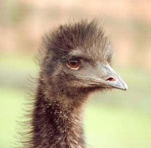 emu.jpg