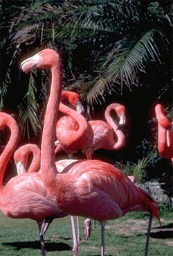 flamingo.jpg