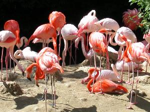 flamingo_2.jpg