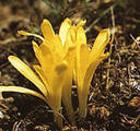 Sternbergia_colchiciflora_2.jpg