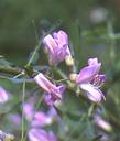 Halimodendron_halodendron.jpg