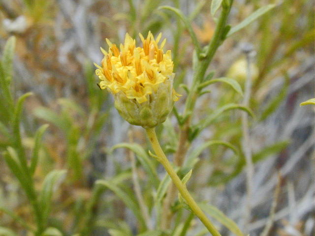 A._sphaerocephalus.jpg