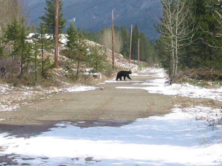 black_bear_02.jpg