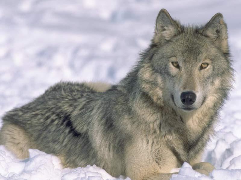ewolf.JPG
