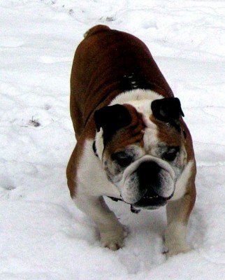 040213_angliskij_20buldog.jpg