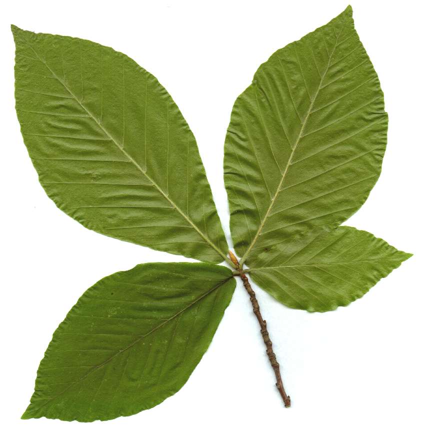 Fagus.orientalis.ja.jpg